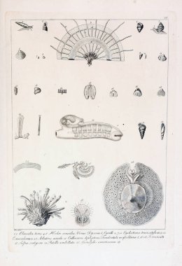 hayvan Illustration. Eski resim