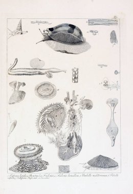 hayvan Illustration. Eski resim