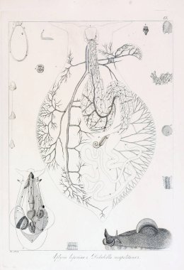 hayvan Illustration. Eski resim