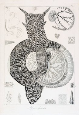 hayvan Illustration. Eski resim