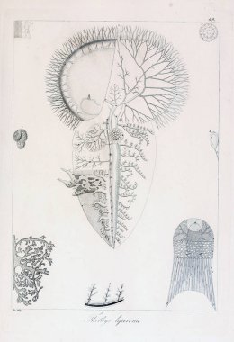 hayvan Illustration. Eski resim