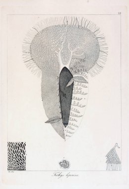 hayvan Illustration. Eski resim