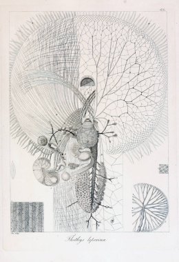 hayvan Illustration. Eski resim