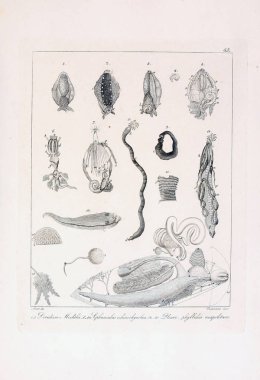 hayvan Illustration. Eski resim