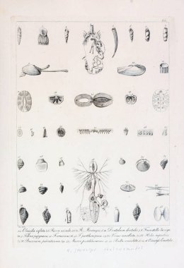 hayvan Illustration. Eski resim