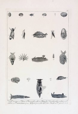 hayvan Illustration. Eski resim