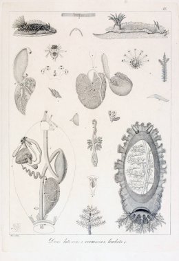 hayvan Illustration. Eski resim