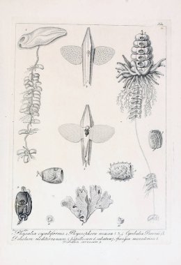 hayvan Illustration. Eski resim