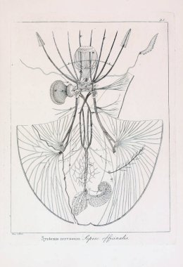 hayvan Illustration. Eski resim
