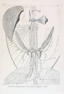 hayvan Illustration. Eski resim