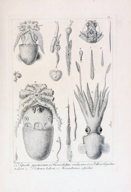 hayvan Illustration. Eski resim