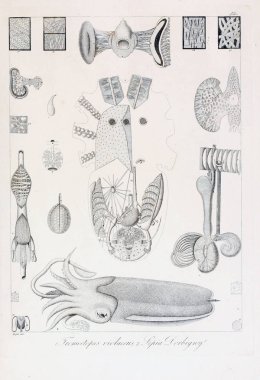 hayvan Illustration. Eski resim