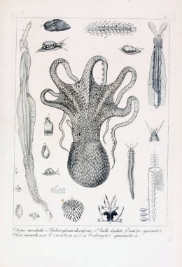 hayvan Illustration. Eski resim