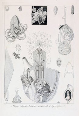 hayvan Illustration. Eski resim