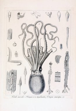 hayvan Illustration. Eski resim