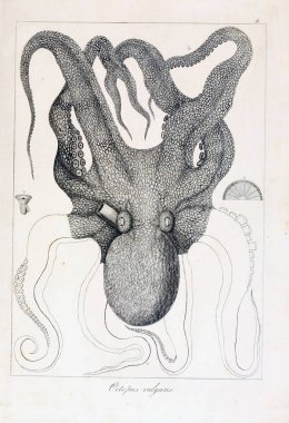 hayvan Illustration. Eski resim