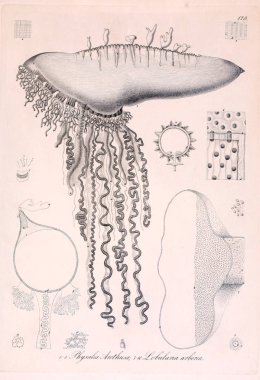 hayvan Illustration. Eski resim