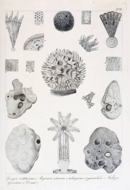 hayvan Illustration. Eski resim