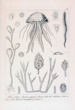 hayvan Illustration. Eski resim