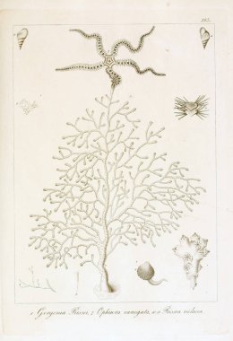 hayvan Illustration. Eski resim