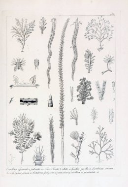 hayvan Illustration. Eski resim