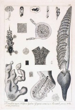 hayvan Illustration. Eski resim