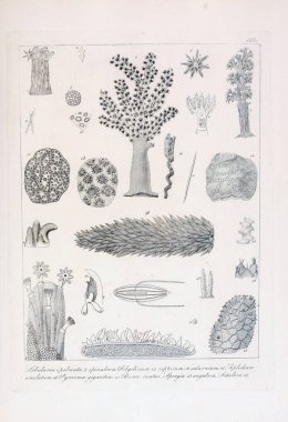 hayvan Illustration. Eski resim