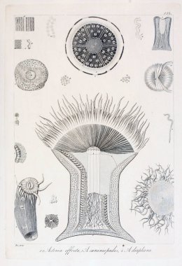 hayvan Illustration. Eski resim