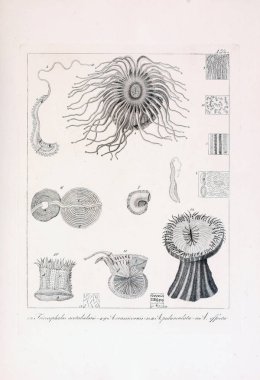 hayvan Illustration. Eski resim