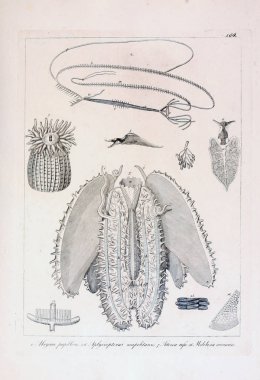 hayvan Illustration. Eski resim