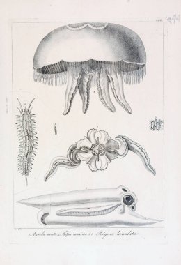 hayvan Illustration. Eski resim