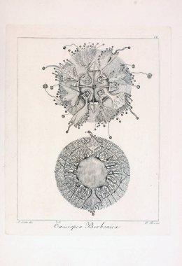 hayvan Illustration. Eski resim