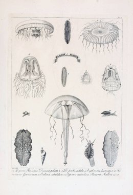 hayvan Illustration. Eski resim