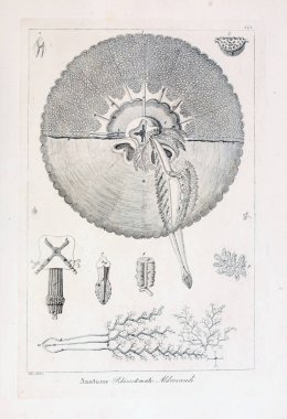 hayvan Illustration. Eski resim