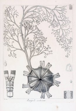 hayvan Illustration. Eski resim