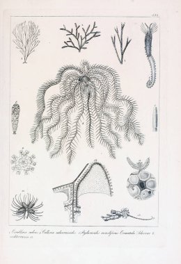 hayvan Illustration. Eski resim