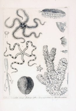 hayvan Illustration. Eski resim