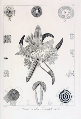 hayvan Illustration. Eski resim