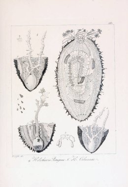 hayvan Illustration. Eski resim