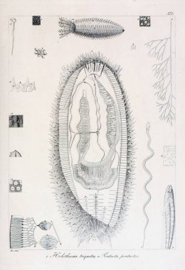 hayvan Illustration. Eski resim