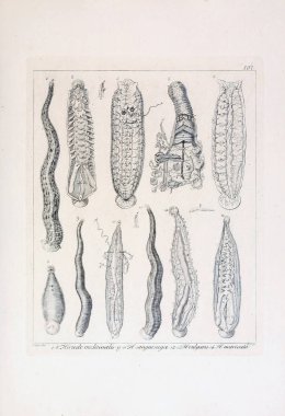 hayvan Illustration. Eski resim