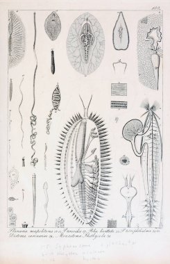 hayvan Illustration. Eski resim