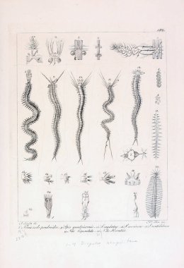 hayvan Illustration. Eski resim