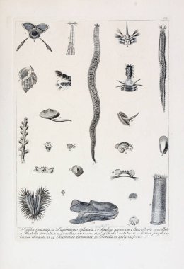 hayvan Illustration. Eski resim