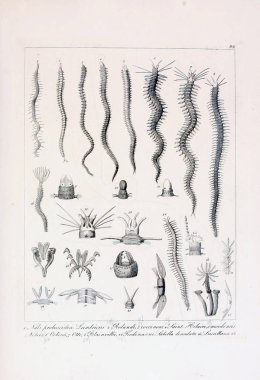 hayvan Illustration. Eski resim