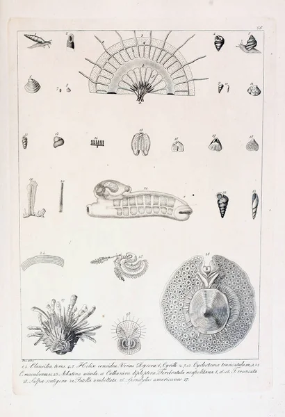 hayvan Illustration. Eski resim