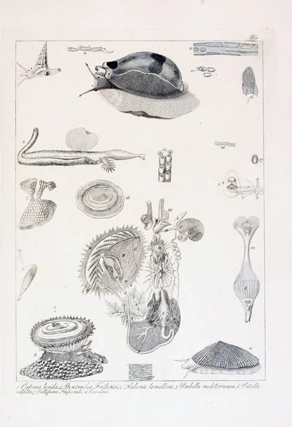 hayvan Illustration. Eski resim