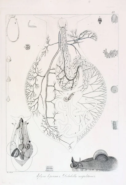 hayvan Illustration. Eski resim