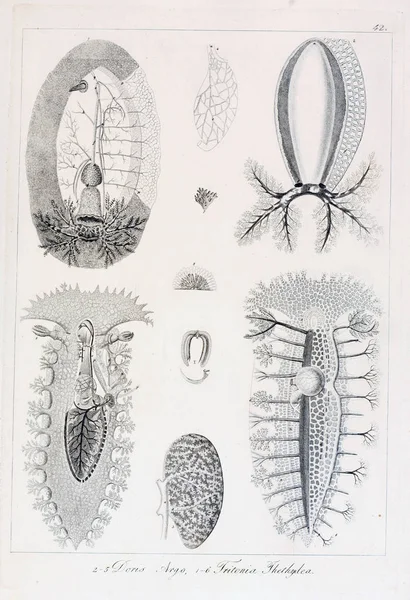 Illustrazione Animale Vecchia Immagine — Foto Stock