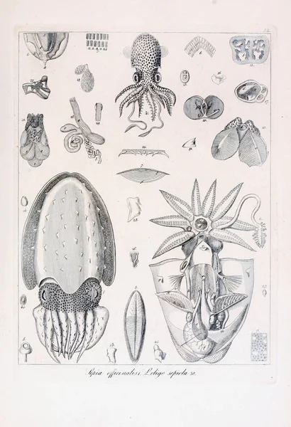 Ilustracja Zwierząt Stary Obraz — Zdjęcie stockowe